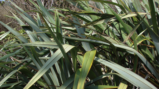 La Manila (Phormium Tenax) y la cestería utilitaria de la isla de Chiloé