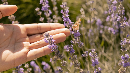 Saquitos de Lavanda: Protege y cuida tu lana