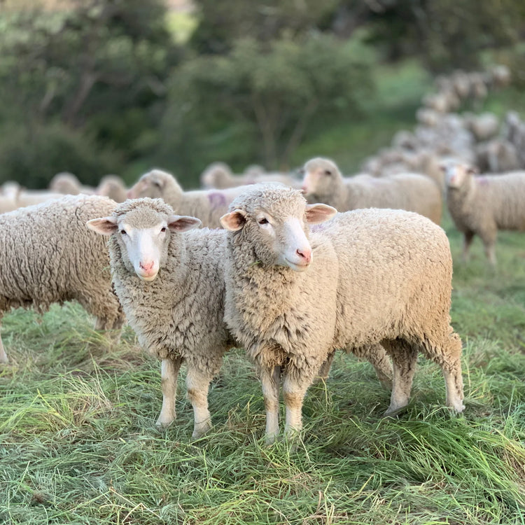 Patagonia 2025 sheep vest